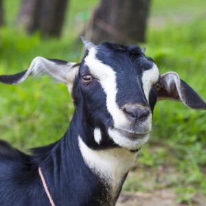 Black Bengal Goat