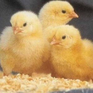 Broiler Chicks